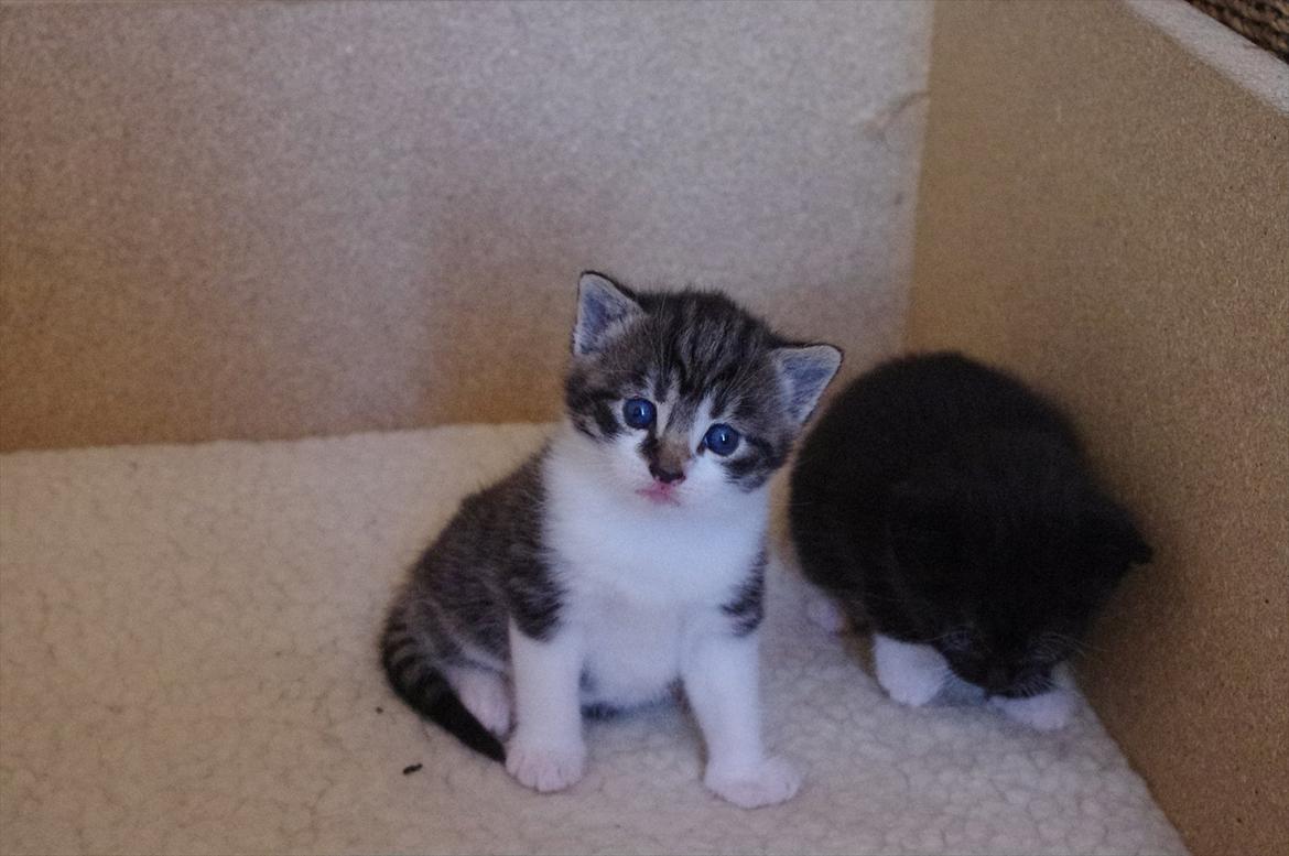 Blanding af racer Møllerhusets "Langhår" - Langhårs charmerende blik!  billede 4