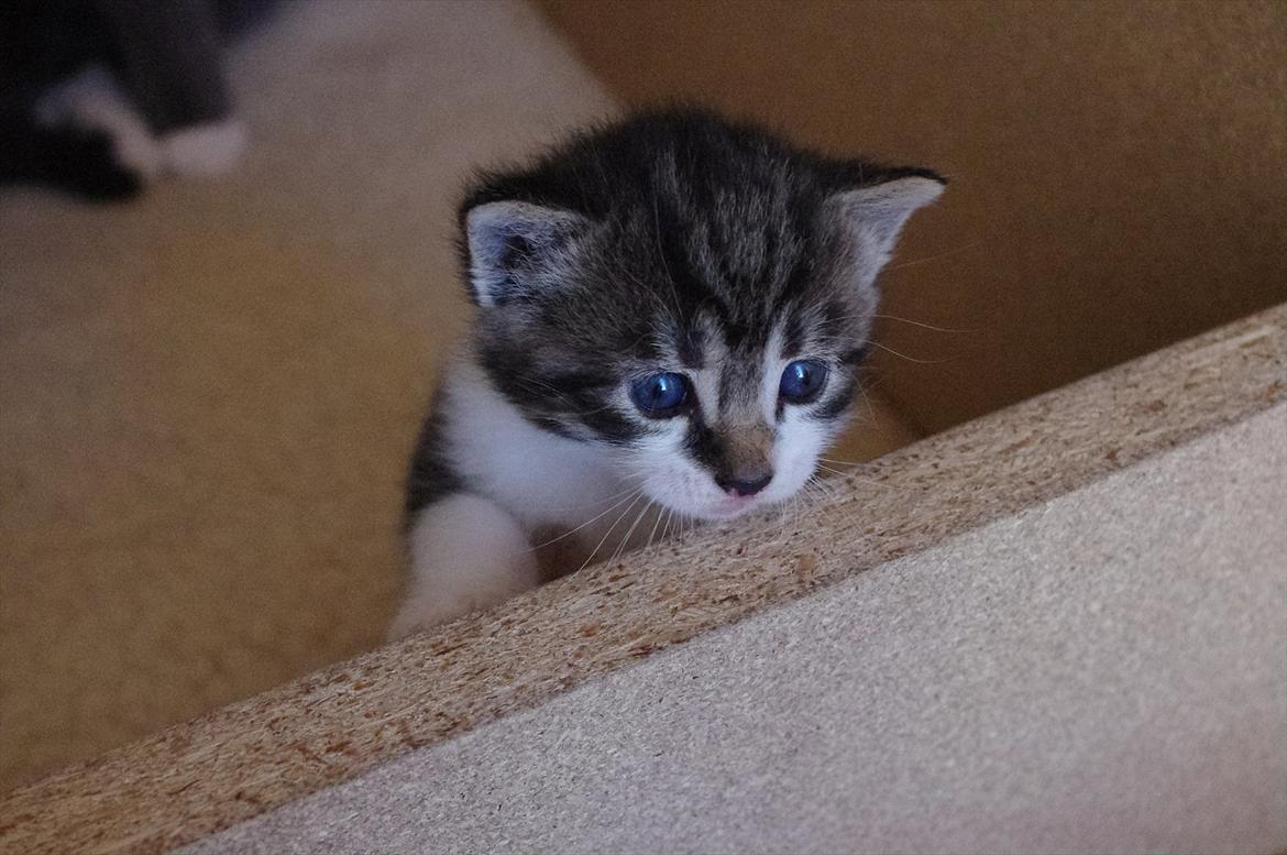 Blanding af racer Møllerhusets "Langhår" - Langhår kan endelig se over kanten! billede 5