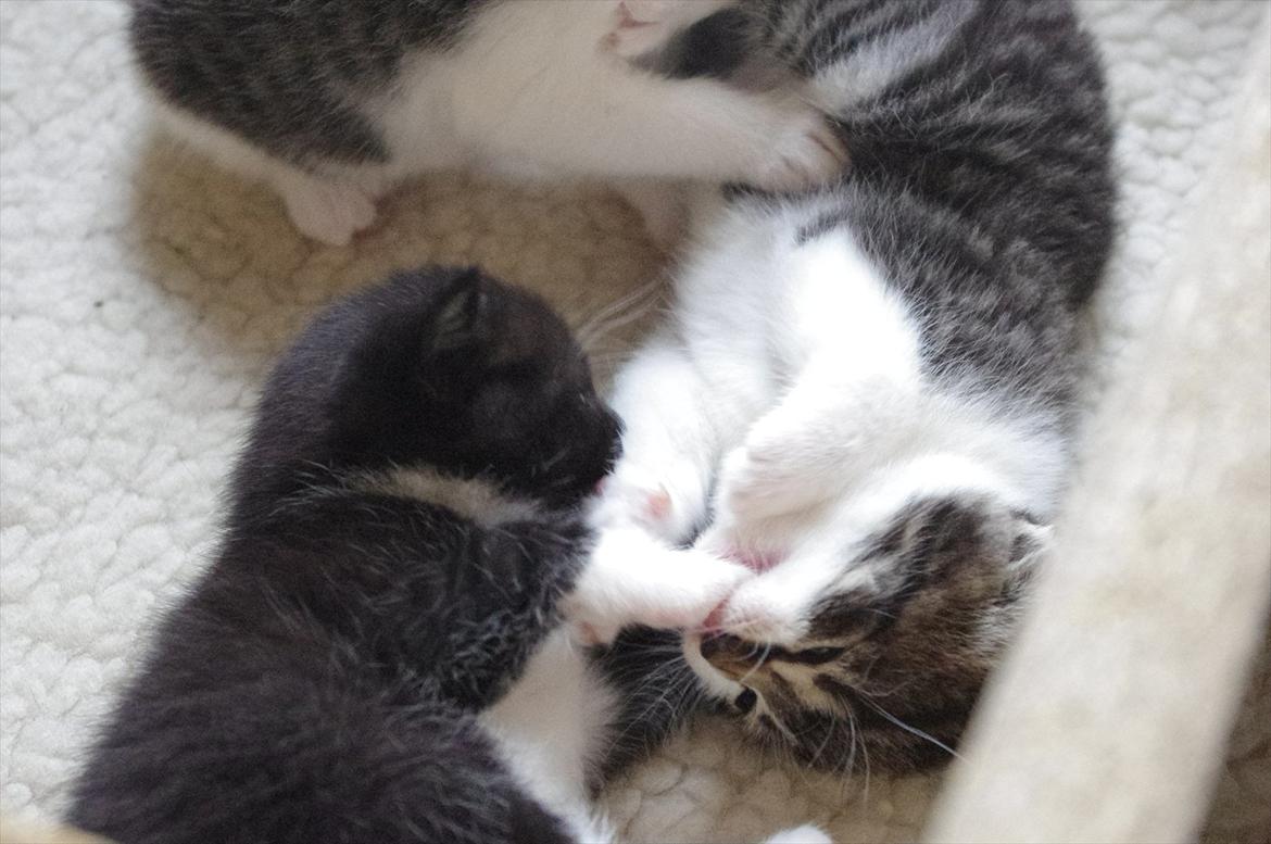 Blanding af racer Møllerhusets "Langhår" - Langhår spiser Sortes pote xD billede 6