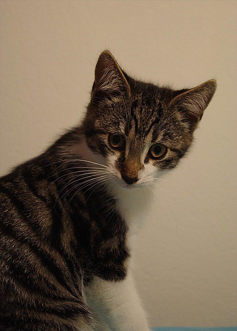 Blanding af racer Møllerhusets "Langhår" - Langhår hos fotografen billede 1