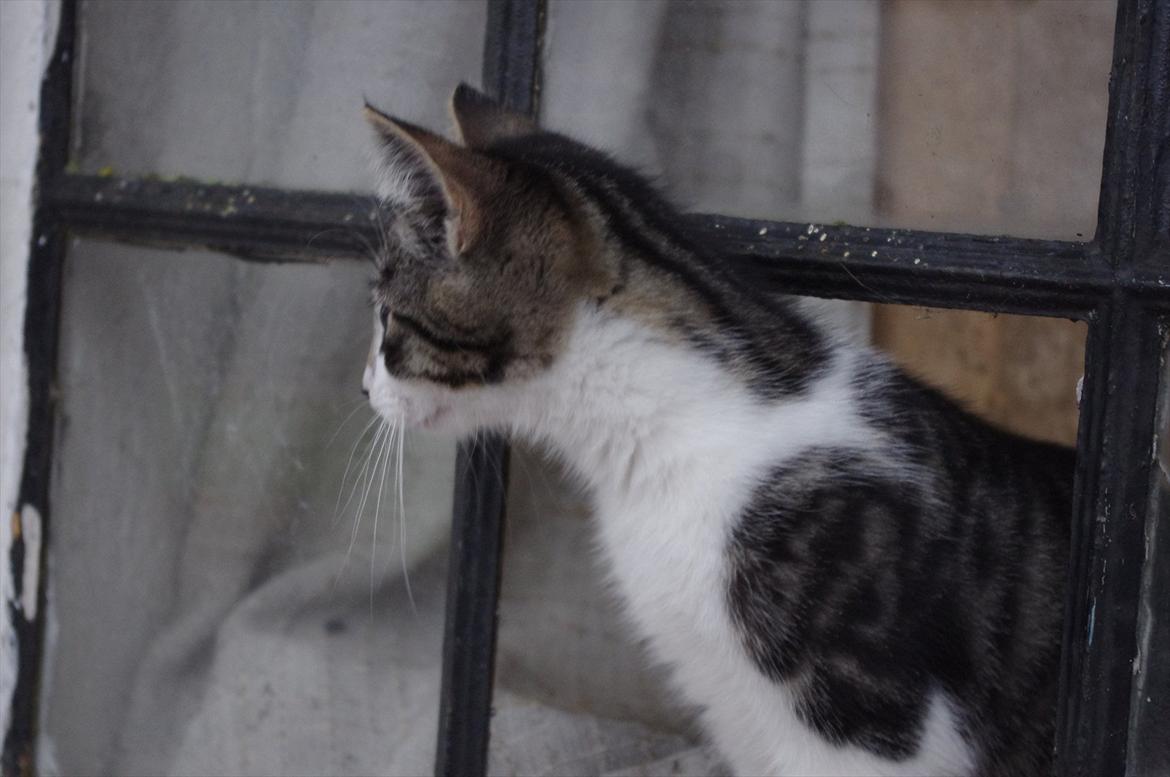 Blanding af racer Møllerhusets "Langhår" - Langhår i vinduet hvor der mangler et glas billede 7