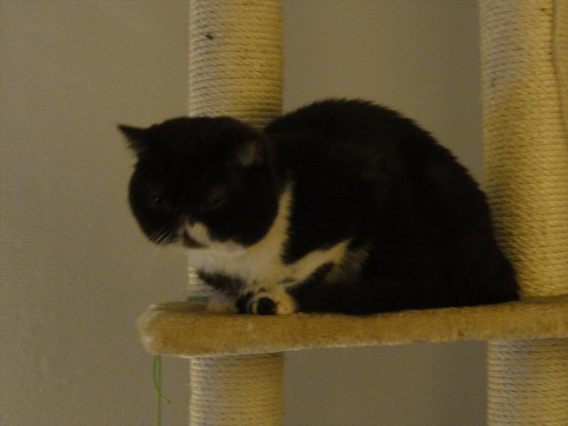 Exotic Bubu billede 5