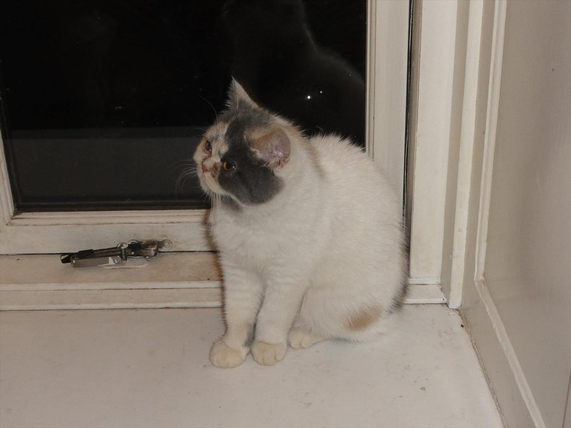 Exotic Rocha billede 1