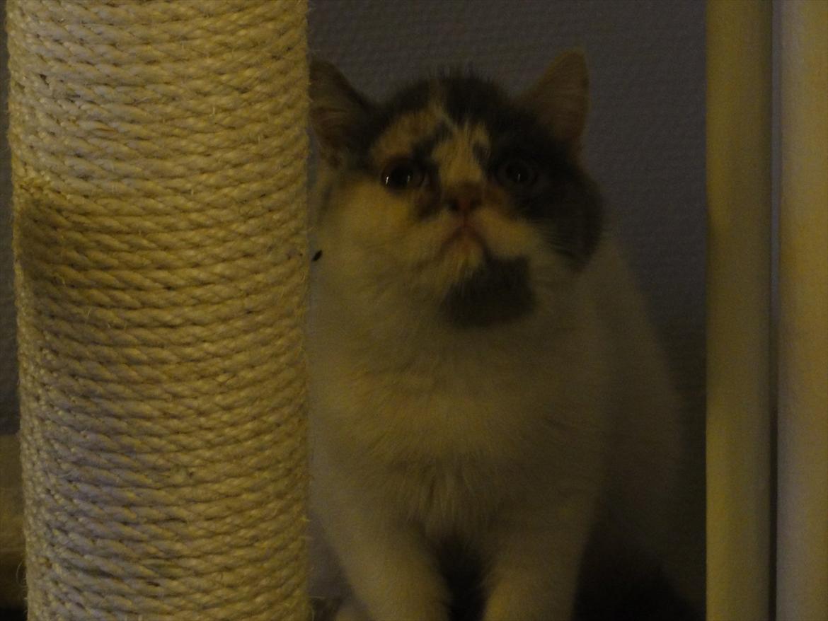 Exotic Rocha billede 8