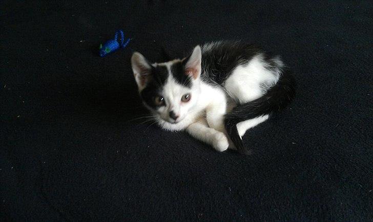 Huskat Batman von Gadget - mors dejlige dreng billede 1