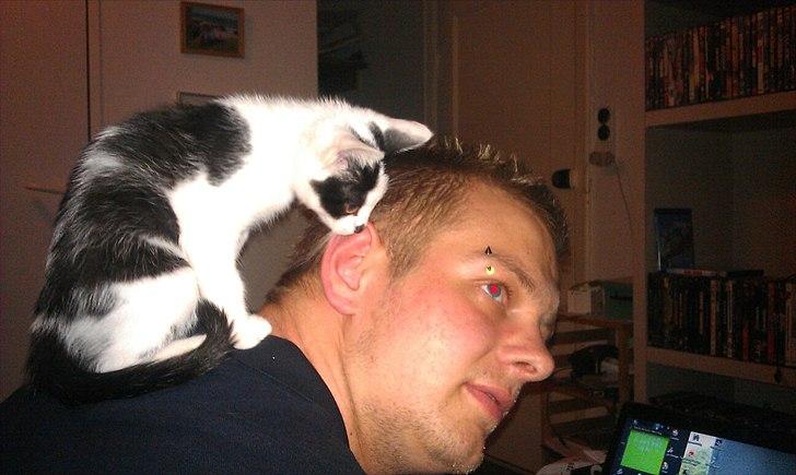 Huskat Batman von Gadget - han elsker at kravle på folk billede 3