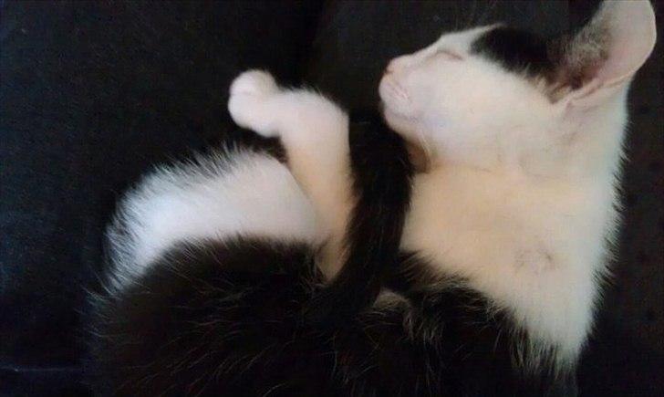 Huskat Batman von Gadget - så sød når du sover billede 4