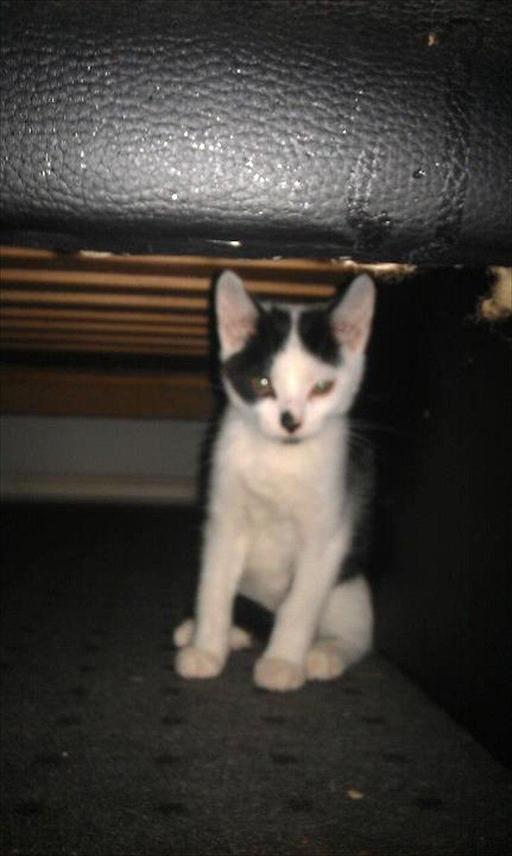 Huskat Batman von Gadget - første billede af nussen billede 5