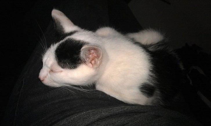 Huskat Batman von Gadget - og man sover selvfølgelig bedst i mors skød billede 6