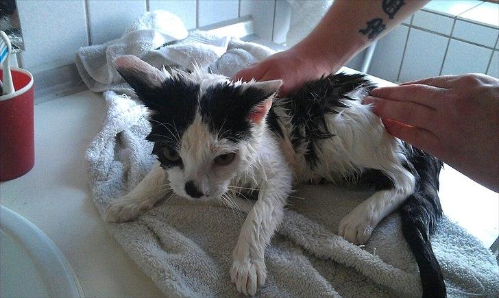 Huskat Batman von Gadget - stakkels batman billede 7