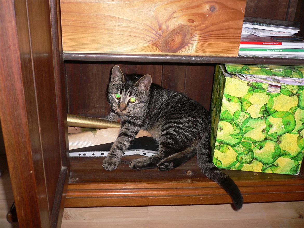 Huskat Lilleberg billede 8