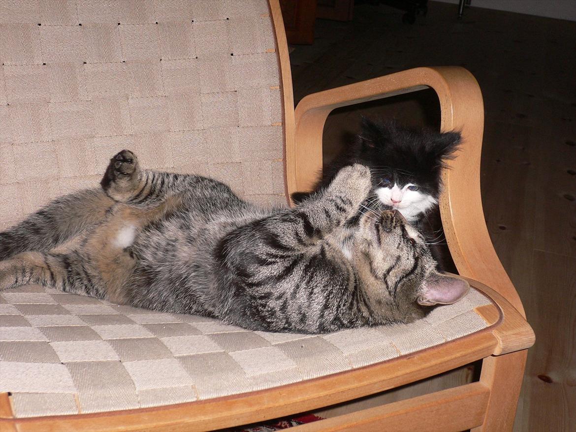 Huskat Lilleberg billede 9