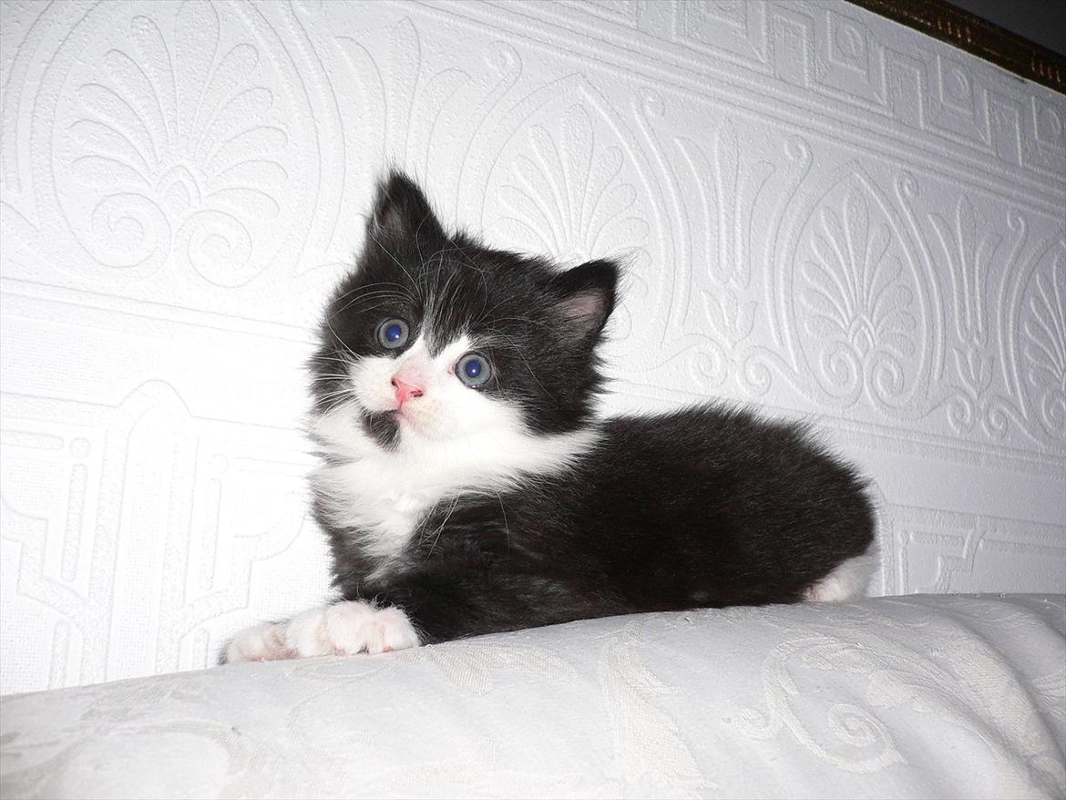 Blanding af racer Ridderberg R.I.P billede 1