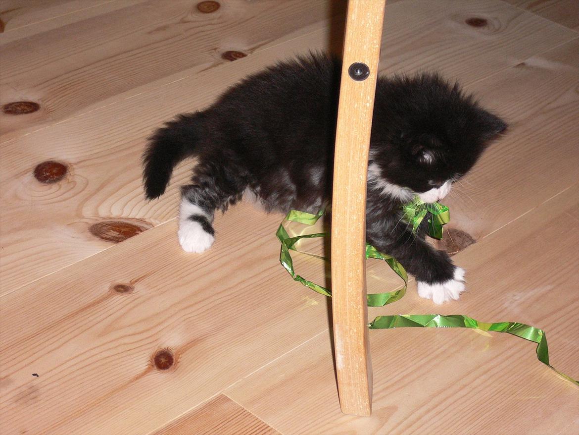 Blanding af racer Ridderberg R.I.P billede 2