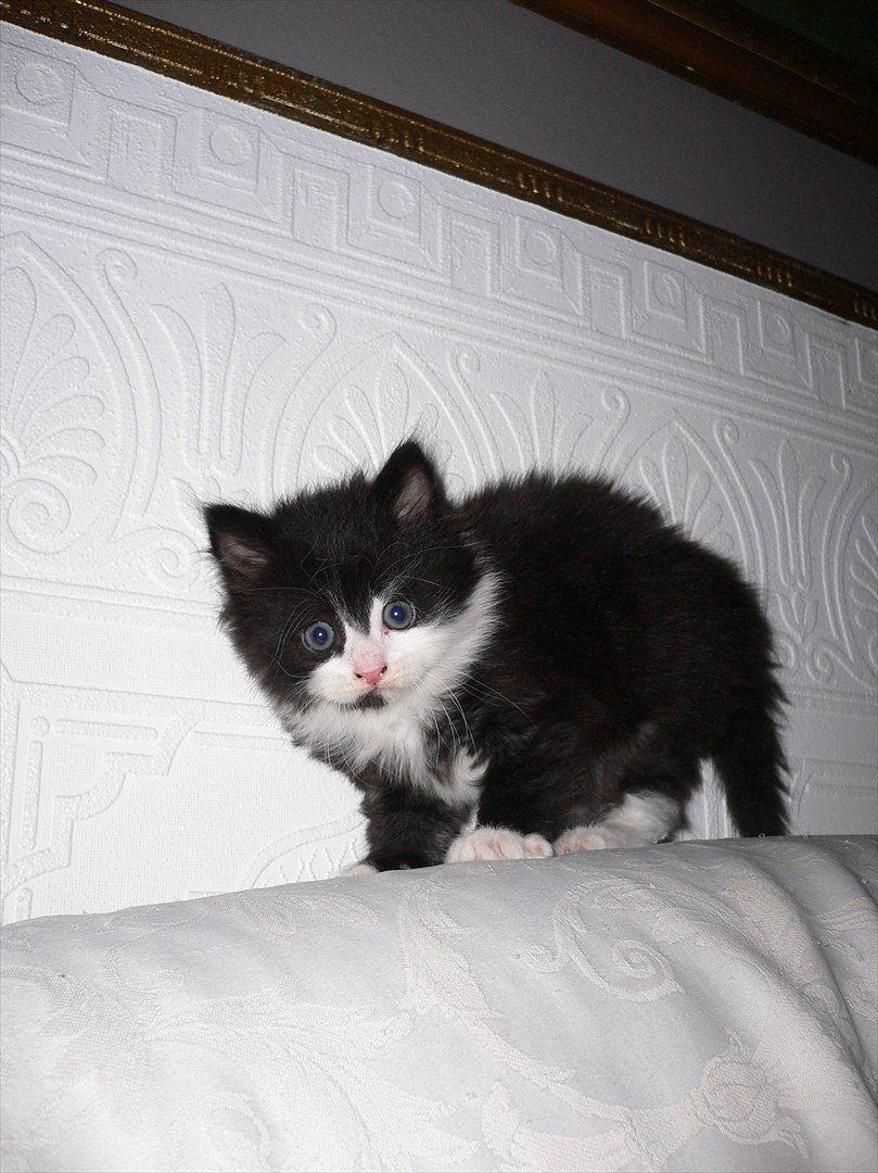 Blanding af racer Ridderberg R.I.P billede 3