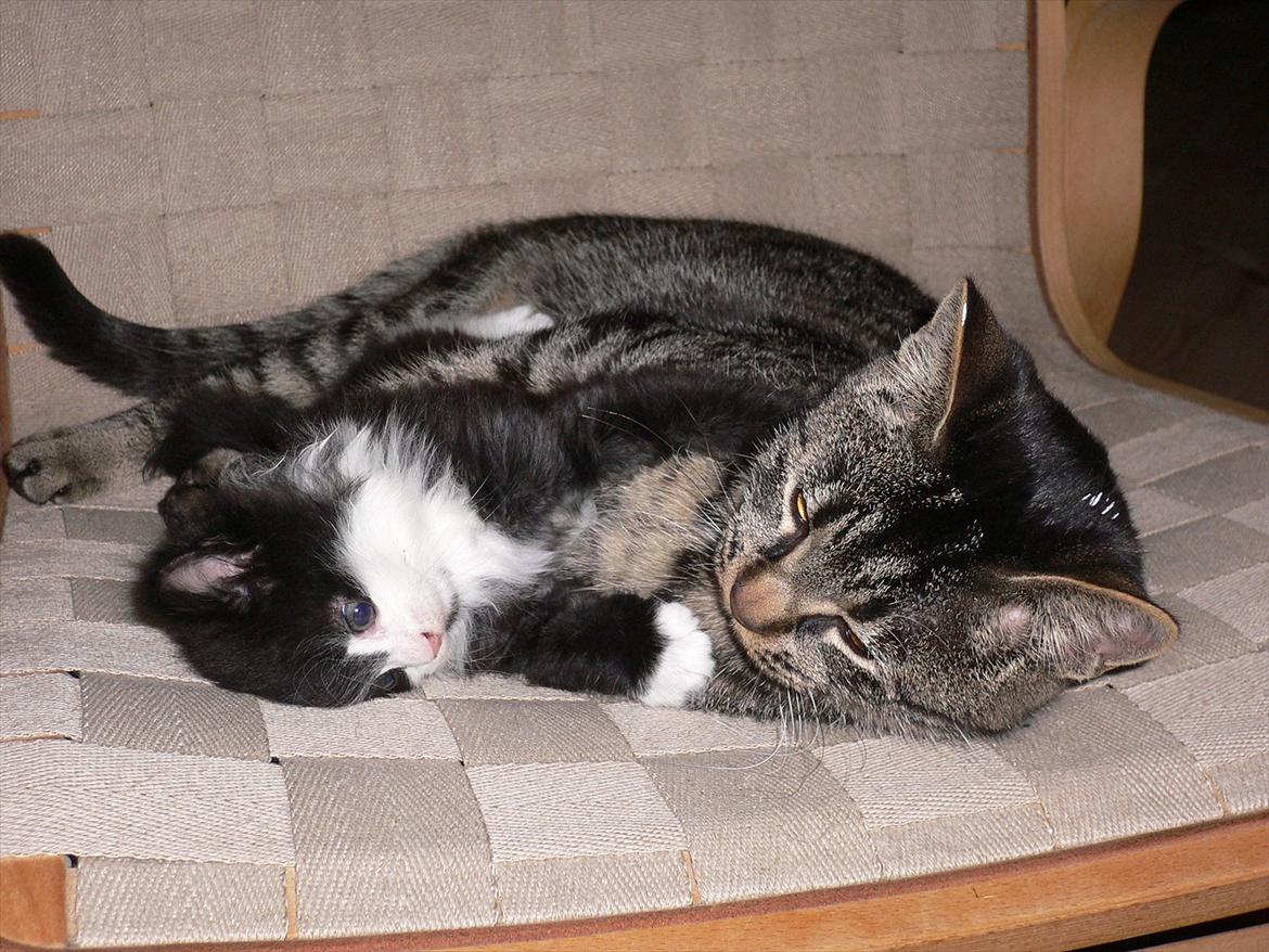 Blanding af racer Ridderberg R.I.P - Ridderberg leger med Lilleberg billede 4