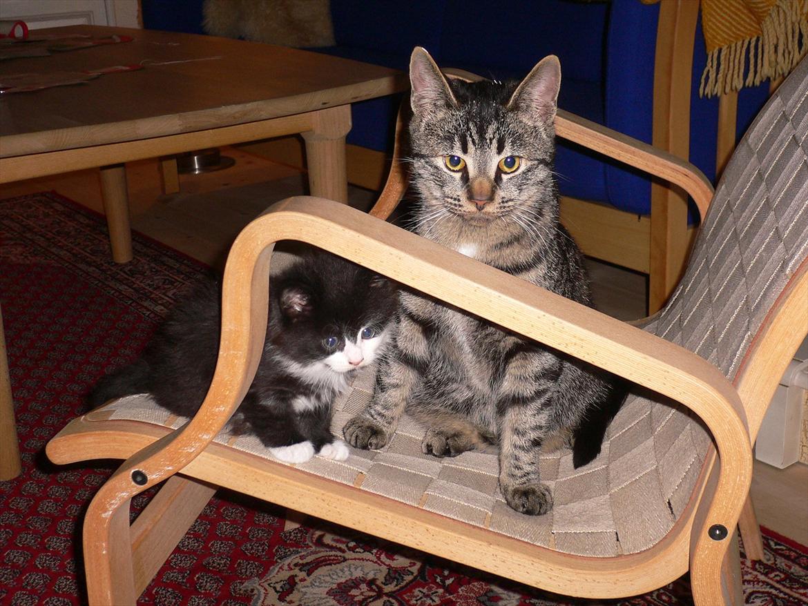 Blanding af racer Ridderberg R.I.P - Ridderberg og Lilleberg billede 5