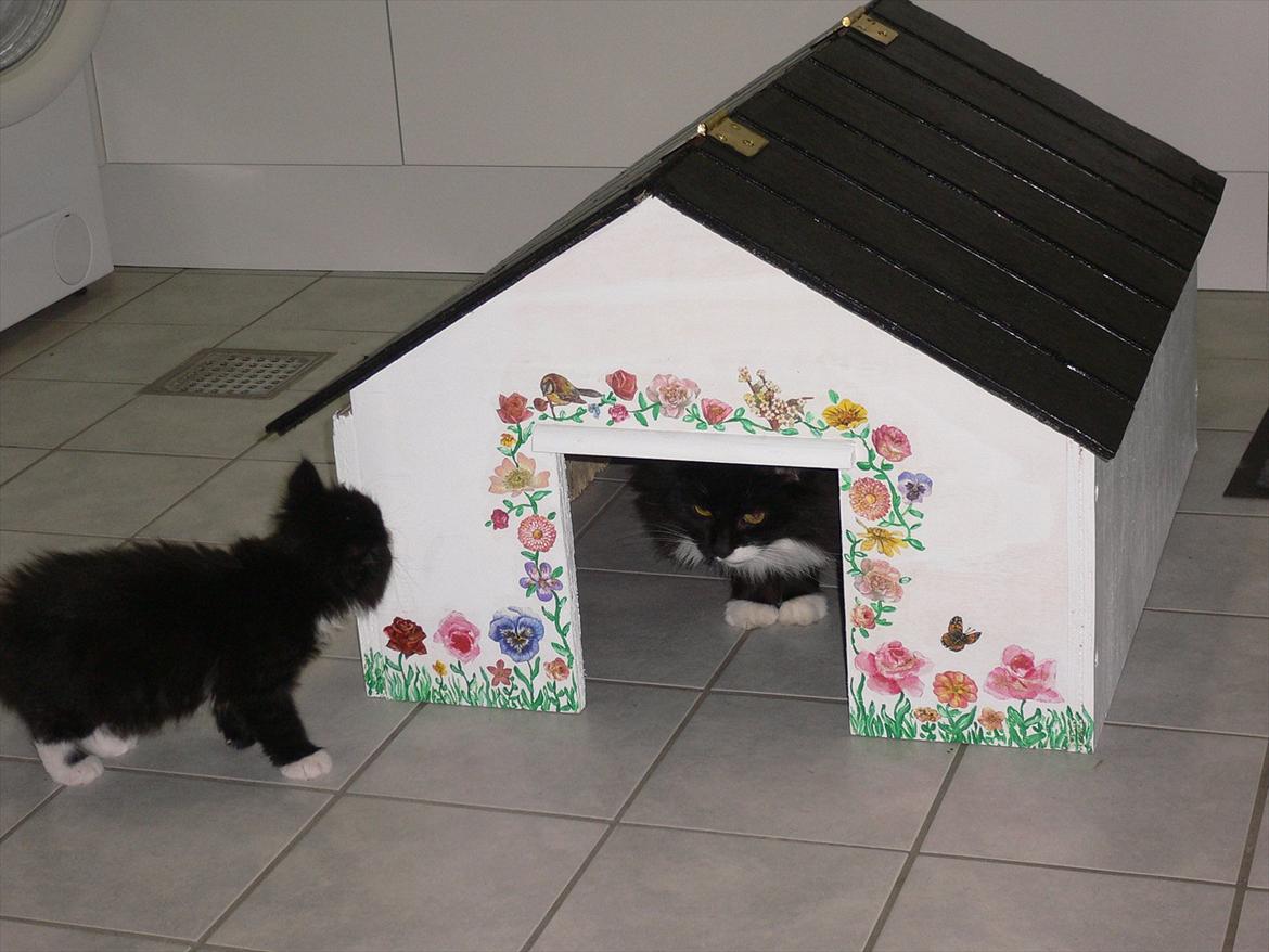Blanding af racer Ridderberg R.I.P - Kattehus til en udendørs kat. Mine katte skulle lige afprøve det, inden det blev givet som gave til min mor. billede 6