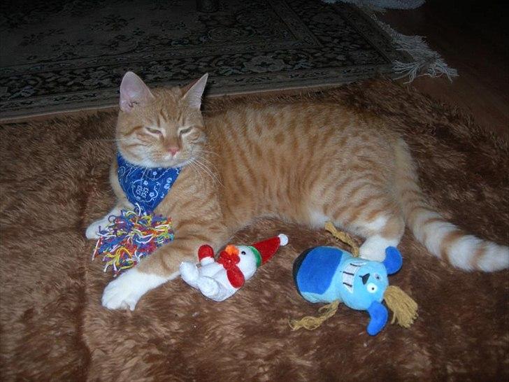 Huskat Møffe billede 4