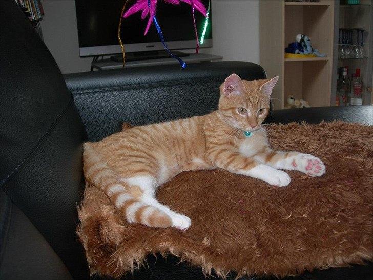 Huskat Møffe billede 1