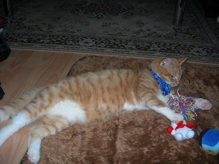 Huskat Møffe billede 5