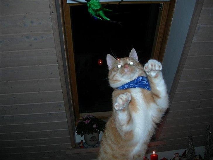 Huskat Møffe billede 6