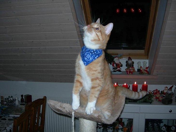 Huskat Møffe billede 7