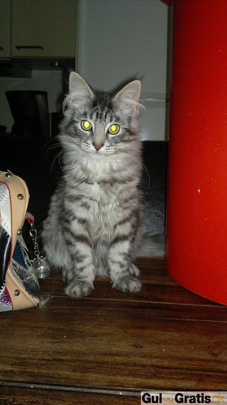 Maine Coon Storm jr - han hedder storm jr - nu men jeg skal finde på et andet navn til ham når jeg henter ham på søndag den 25 dec 2011 - glæder mig rigtig meget billede 1