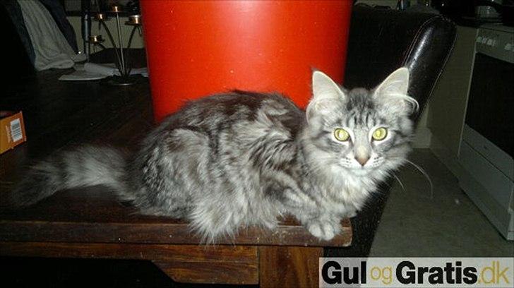 Maine Coon Storm jr - storm jr 16 uger billede 2