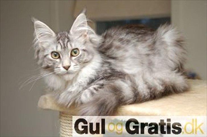 Maine Coon Storm jr - hans mor billede 4