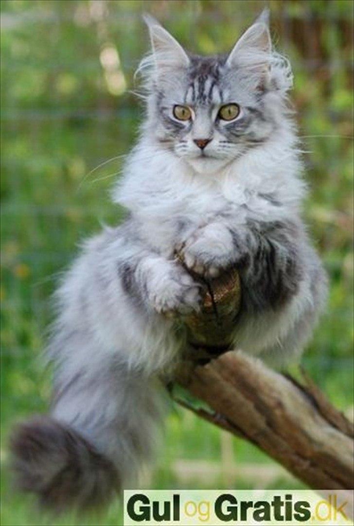 Maine Coon Storm jr - hans mor billede 5