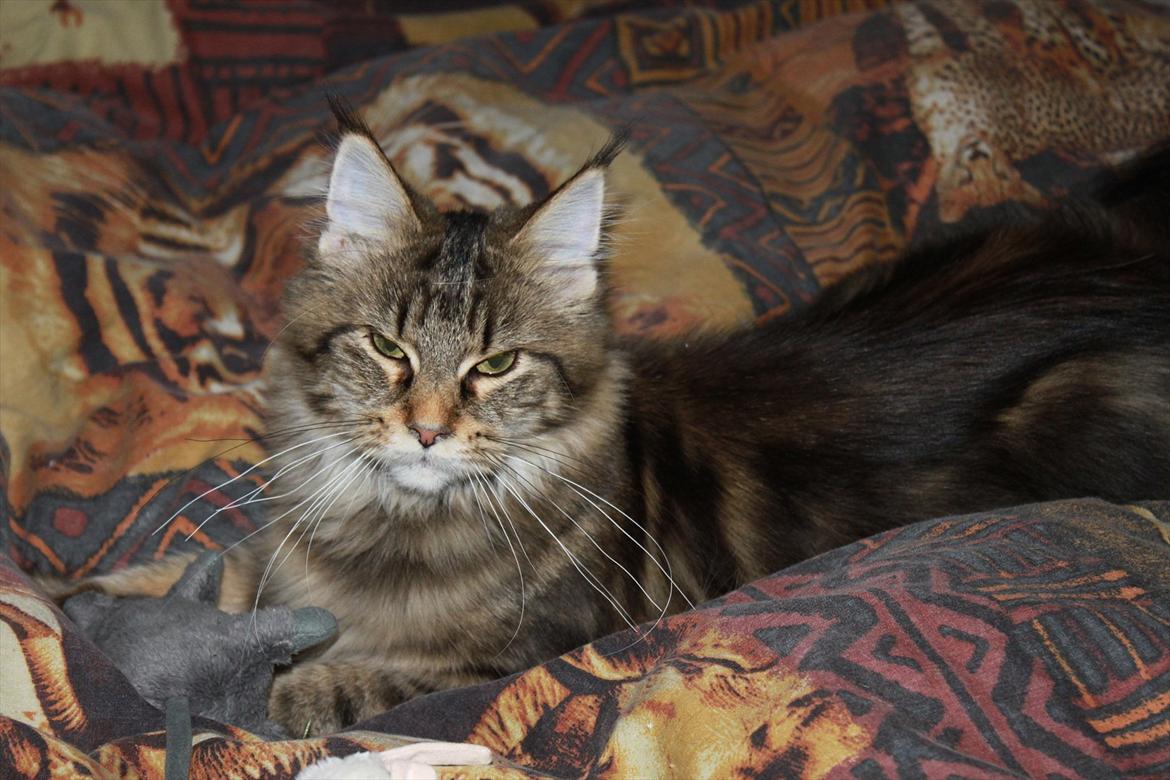 Maine Coon Donderboss Faith billede 13