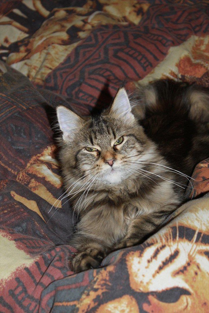 Maine Coon Donderboss Faith billede 14