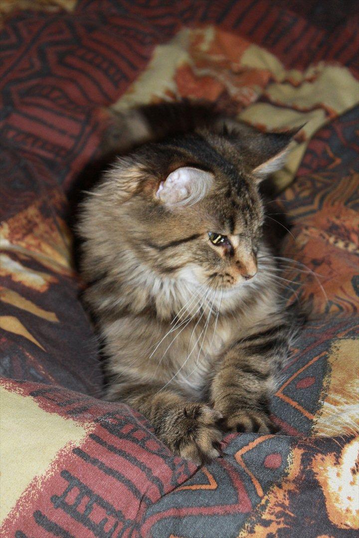 Maine Coon Donderboss Faith billede 16