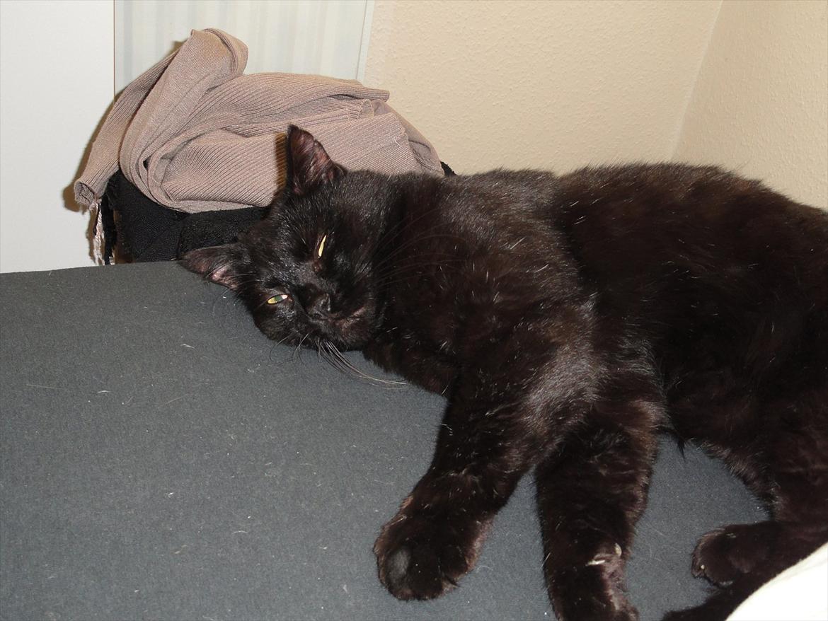 Blanding af racer Blackie<3 My Soulmate! billede 9