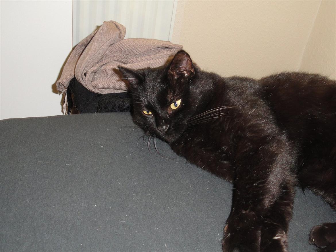 Blanding af racer Blackie<3 My Soulmate! billede 10