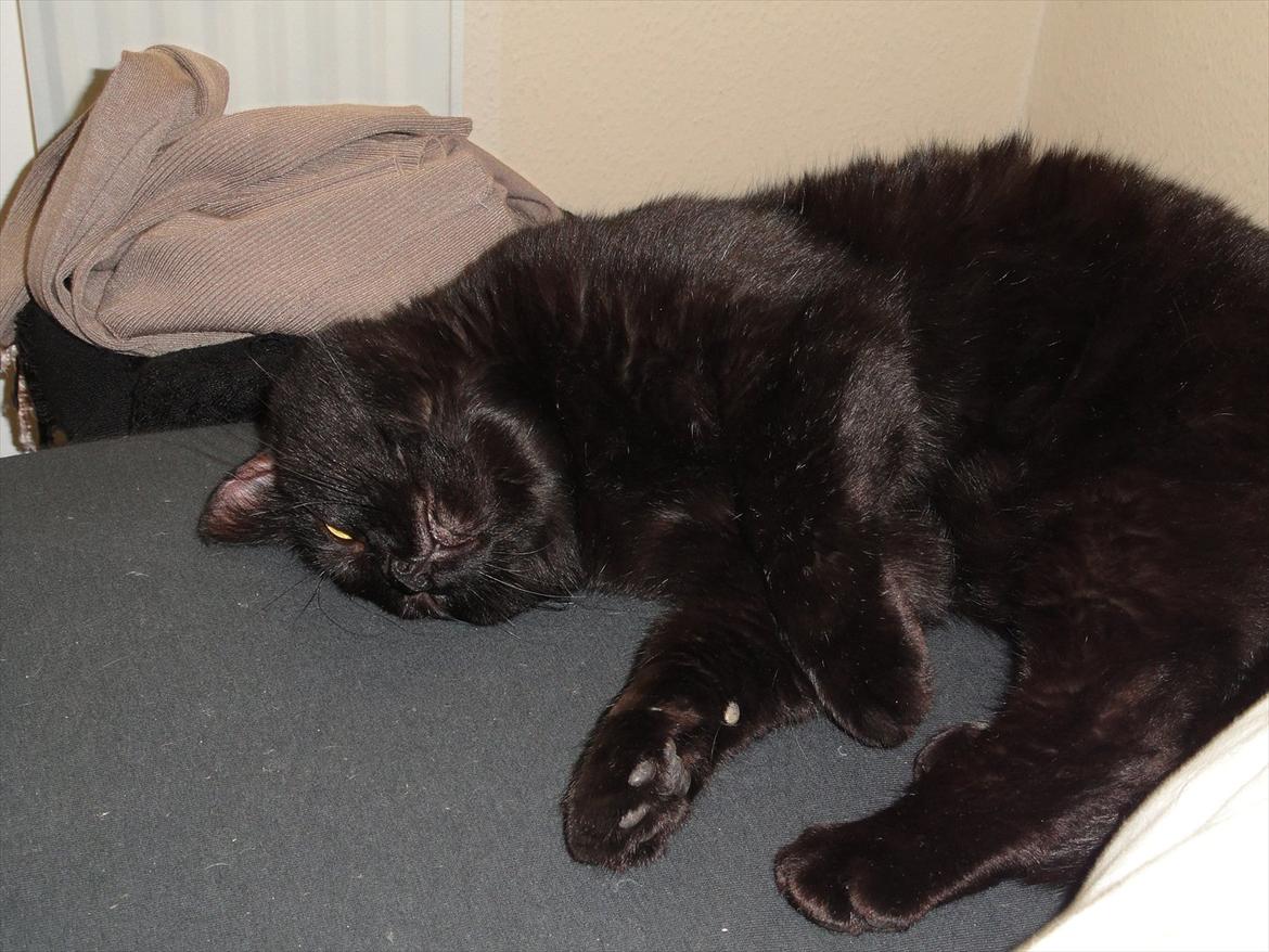 Blanding af racer Blackie<3 My Soulmate! billede 11