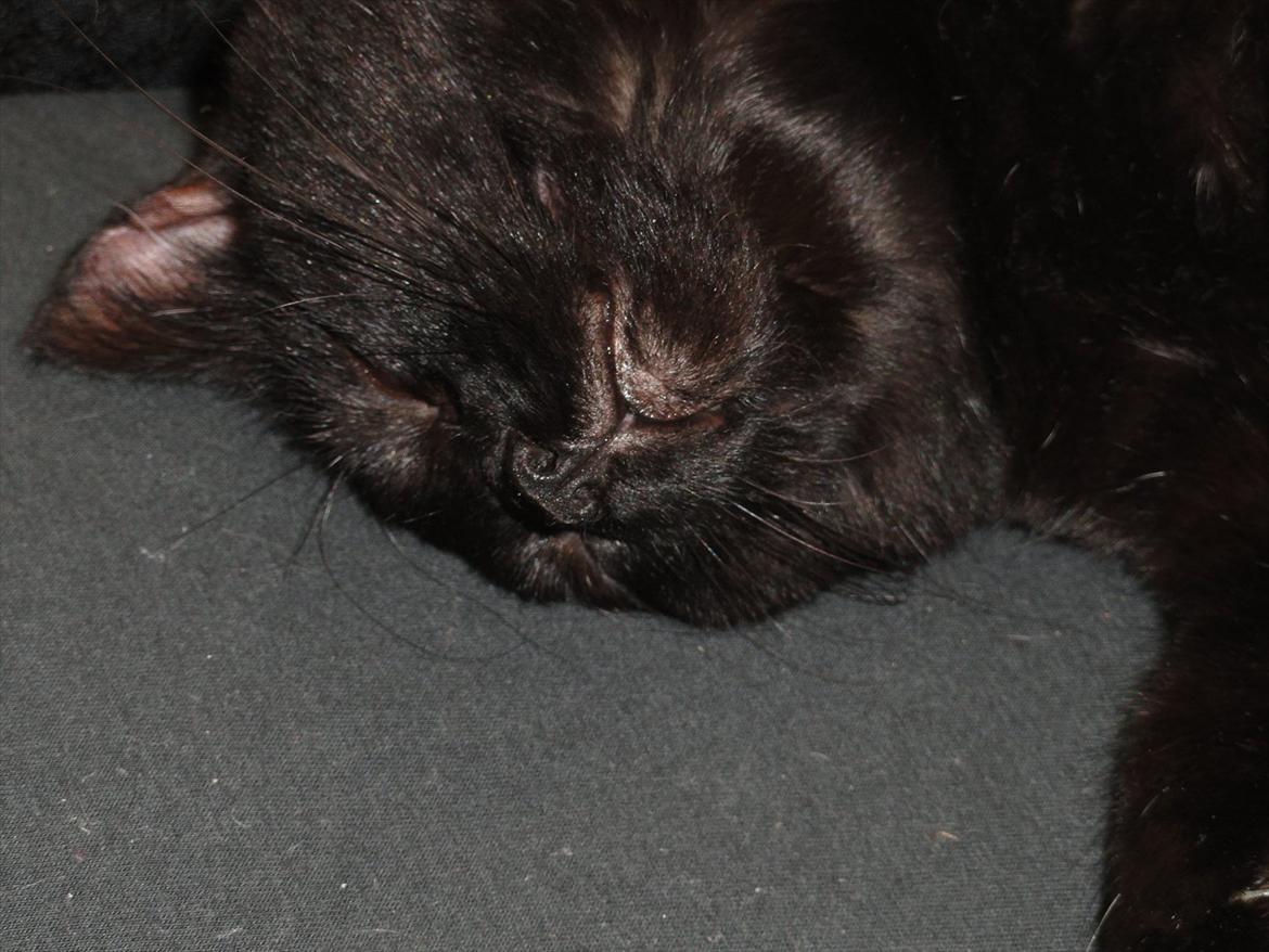 Blanding af racer Blackie<3 My Soulmate! billede 12