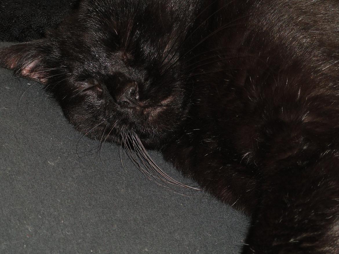 Blanding af racer Blackie<3 My Soulmate! billede 13