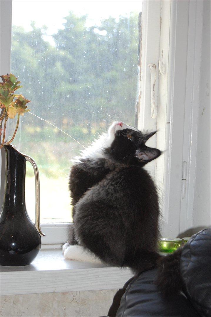 Blanding af racer Pepper - 30/07/2011 - Lige da jeg havde fået ham hjem. 13 uger billede 1