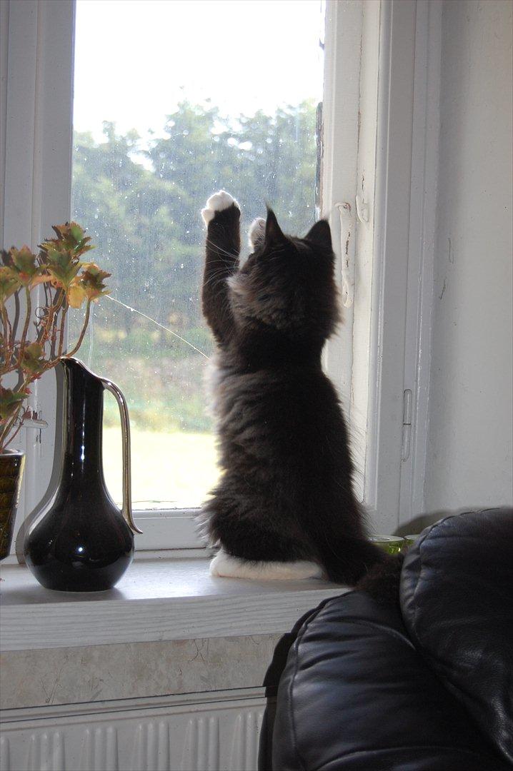 Blanding af racer Pepper - 13 uger billede 3