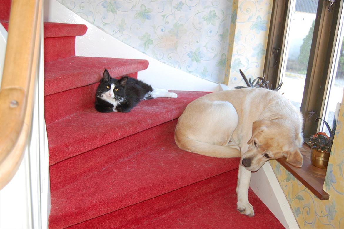 Blanding af racer Pepper billede 5