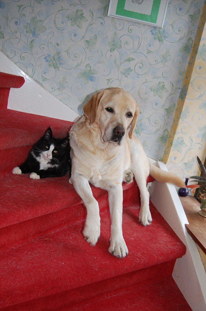 Blanding af racer Pepper billede 7