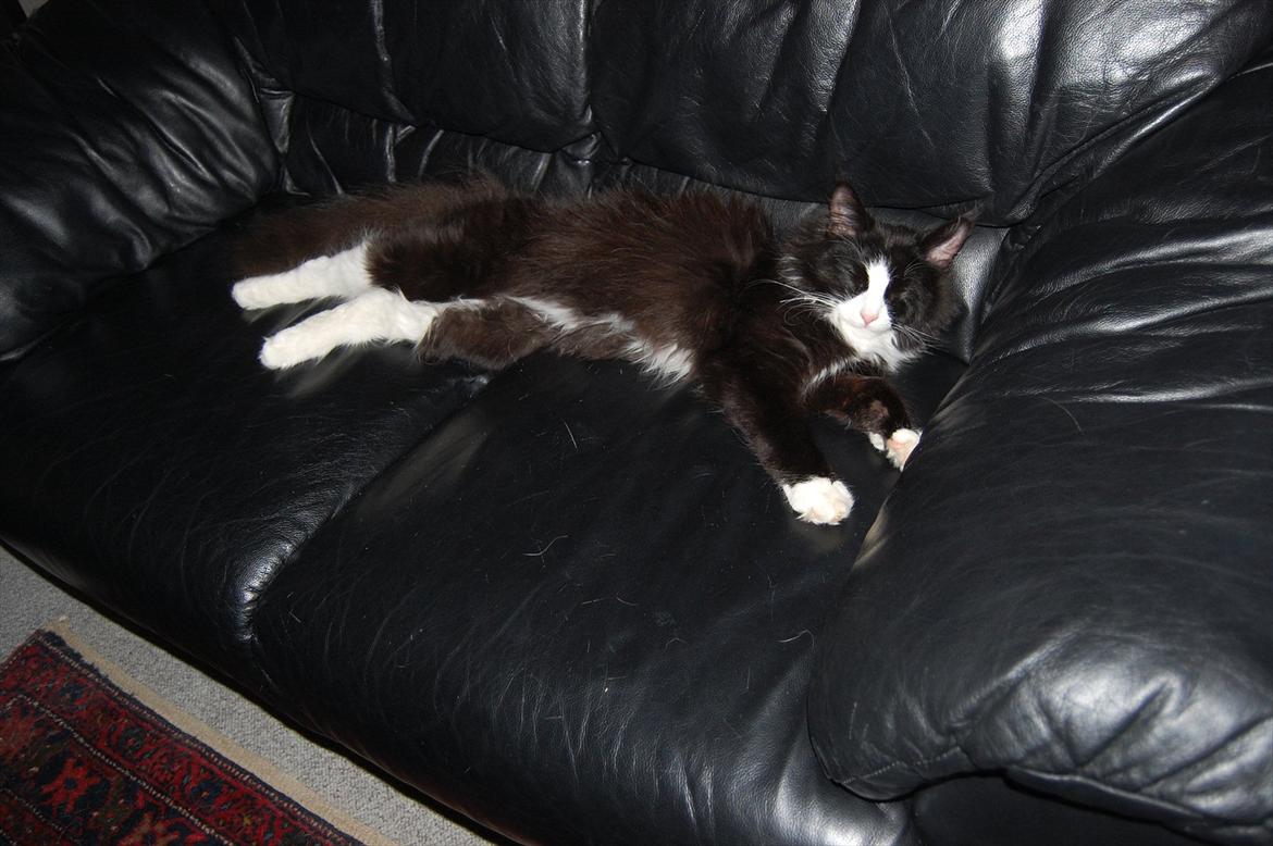 Blanding af racer Pepper billede 8