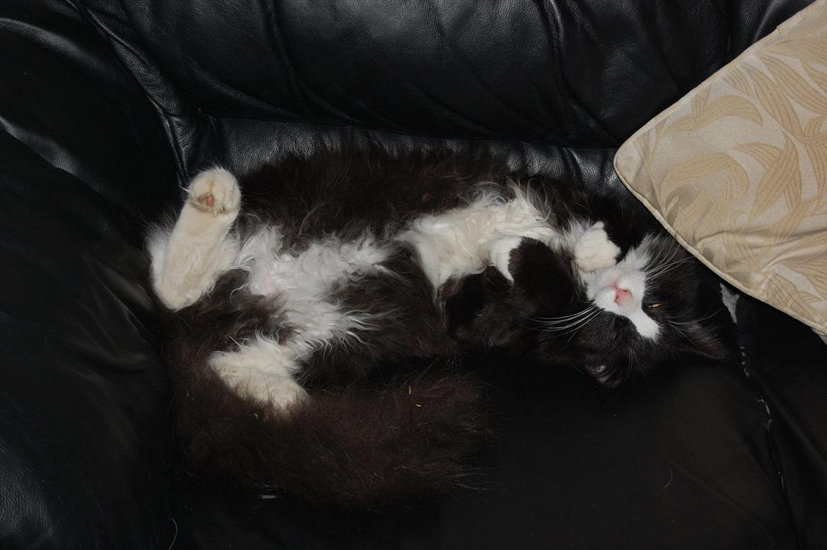 Blanding af racer Pepper billede 9