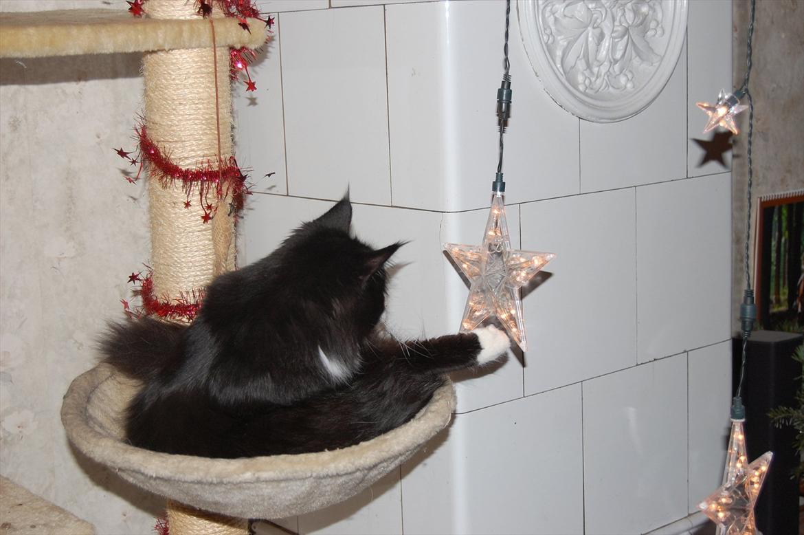 Blanding af racer Pepper billede 10