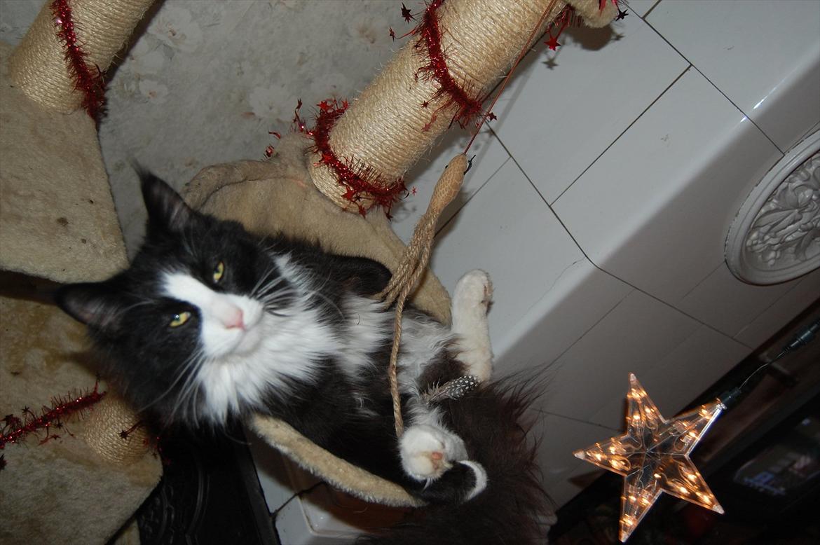 Blanding af racer Pepper billede 11