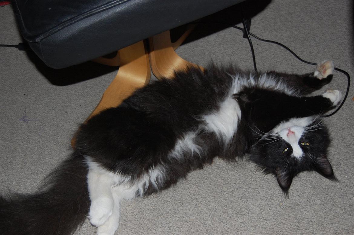 Blanding af racer Pepper billede 12