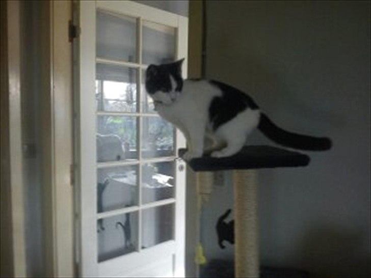 Blanding af racer smut billede 2