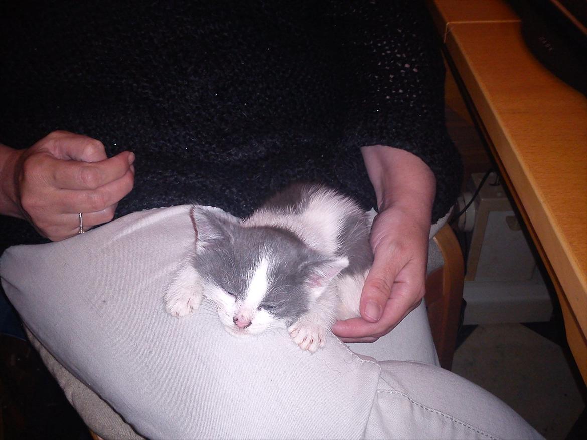 Blanding af racer smut billede 3